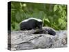 Striped Skunk Baby on Log with Adult in Log, in Captivity, Sandstone, Minnesota, USA-James Hager-Stretched Canvas