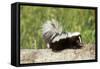 Striped Skunk Baby-null-Framed Stretched Canvas