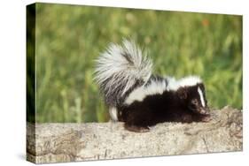 Striped Skunk Baby-null-Stretched Canvas