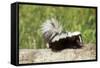 Striped Skunk Baby-null-Framed Stretched Canvas