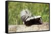 Striped Skunk Baby-null-Framed Stretched Canvas
