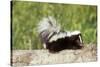 Striped Skunk Baby-null-Stretched Canvas