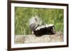 Striped Skunk Baby-null-Framed Photographic Print