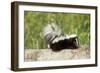 Striped Skunk Baby-null-Framed Photographic Print