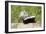 Striped Skunk Baby-null-Framed Photographic Print