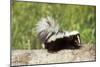 Striped Skunk Baby-null-Mounted Photographic Print