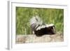 Striped Skunk Baby-null-Framed Photographic Print