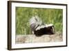 Striped Skunk Baby-null-Framed Photographic Print