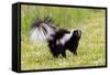 Striped skunk digging for food-Richard and Susan Day-Framed Stretched Canvas