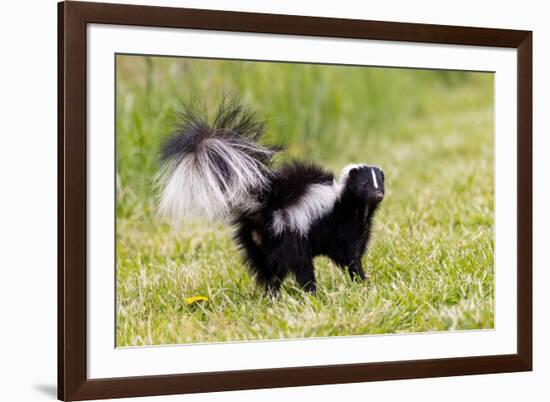 Striped skunk digging for food-Richard and Susan Day-Framed Photographic Print