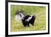 Striped skunk digging for food-Richard and Susan Day-Framed Photographic Print