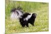 Striped skunk digging for food-Richard and Susan Day-Mounted Photographic Print
