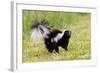 Striped skunk digging for food-Richard and Susan Day-Framed Photographic Print