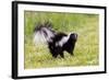 Striped skunk digging for food-Richard and Susan Day-Framed Photographic Print