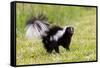 Striped skunk digging for food-Richard and Susan Day-Framed Stretched Canvas