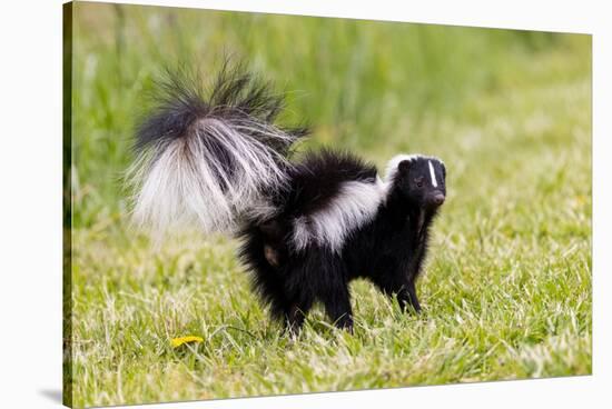 Striped skunk digging for food-Richard and Susan Day-Stretched Canvas