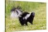 Striped skunk digging for food-Richard and Susan Day-Stretched Canvas