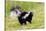 Striped skunk digging for food-Richard and Susan Day-Stretched Canvas