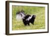 Striped skunk digging for food-Richard and Susan Day-Framed Photographic Print