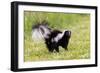 Striped skunk digging for food-Richard and Susan Day-Framed Photographic Print