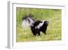 Striped skunk digging for food-Richard and Susan Day-Framed Photographic Print