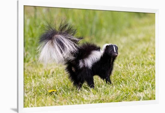 Striped skunk digging for food-Richard and Susan Day-Framed Photographic Print