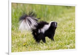 Striped skunk digging for food-Richard and Susan Day-Framed Photographic Print