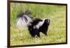 Striped skunk digging for food-Richard and Susan Day-Framed Photographic Print