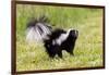 Striped skunk digging for food-Richard and Susan Day-Framed Photographic Print