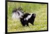 Striped skunk digging for food-Richard and Susan Day-Framed Photographic Print