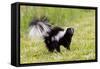 Striped skunk digging for food-Richard and Susan Day-Framed Stretched Canvas