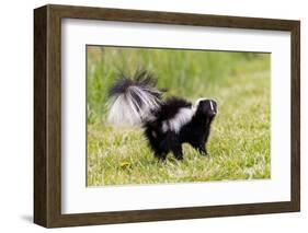 Striped skunk digging for food-Richard and Susan Day-Framed Photographic Print