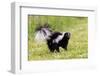 Striped skunk digging for food-Richard and Susan Day-Framed Photographic Print