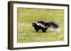 Striped skunk digging for food-Richard and Susan Day-Framed Photographic Print