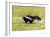 Striped skunk digging for food-Richard and Susan Day-Framed Photographic Print