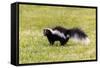 Striped skunk digging for food-Richard and Susan Day-Framed Stretched Canvas