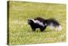 Striped skunk digging for food-Richard and Susan Day-Stretched Canvas