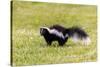 Striped skunk digging for food-Richard and Susan Day-Stretched Canvas