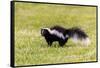 Striped skunk digging for food-Richard and Susan Day-Framed Stretched Canvas