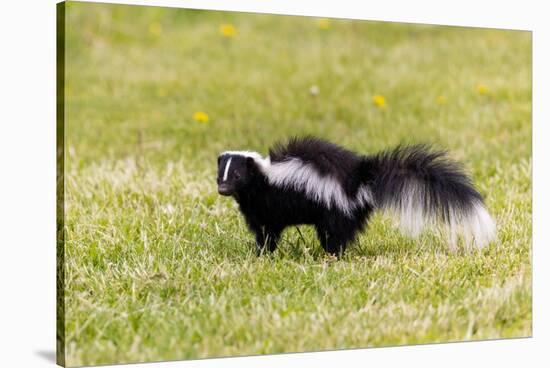 Striped skunk digging for food-Richard and Susan Day-Stretched Canvas