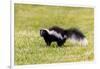 Striped skunk digging for food-Richard and Susan Day-Framed Premium Photographic Print