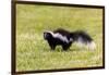 Striped skunk digging for food-Richard and Susan Day-Framed Premium Photographic Print