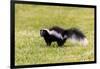 Striped skunk digging for food-Richard and Susan Day-Framed Premium Photographic Print