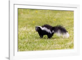 Striped skunk digging for food-Richard and Susan Day-Framed Photographic Print