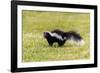 Striped skunk digging for food-Richard and Susan Day-Framed Photographic Print