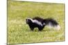 Striped skunk digging for food-Richard and Susan Day-Mounted Photographic Print