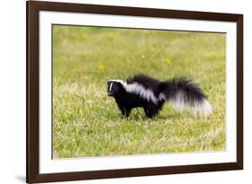 Striped skunk digging for food-Richard and Susan Day-Framed Photographic Print