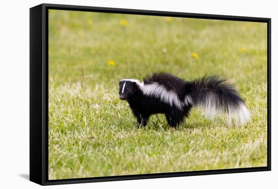 Striped skunk digging for food-Richard and Susan Day-Framed Stretched Canvas