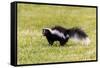 Striped skunk digging for food-Richard and Susan Day-Framed Stretched Canvas