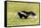 Striped skunk digging for food-Richard and Susan Day-Framed Stretched Canvas